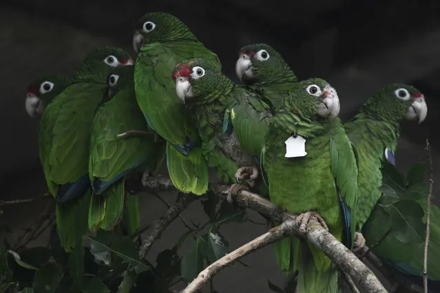 In this November 6, 2018 photo, Puerto Rican parrots huddle in one of the flight cages located in the facilities of the Iguaca Aviary at El Yunque, were the U.S. Fish & Wildlife Service runs a parrot recovery program in collaboration with the U.S. Forest Service and the Department of Natural and Environmental Resources, in Rio Grande, Puerto Rico. Biologists are trying to save the last of the endangered Puerto Rican parrots after more than half the population of birds disappeared when Hurricane Maria hit Puerto Rico and destroyed their habitat and food sources. (Photo by Carlos Giusti/AP Photo)