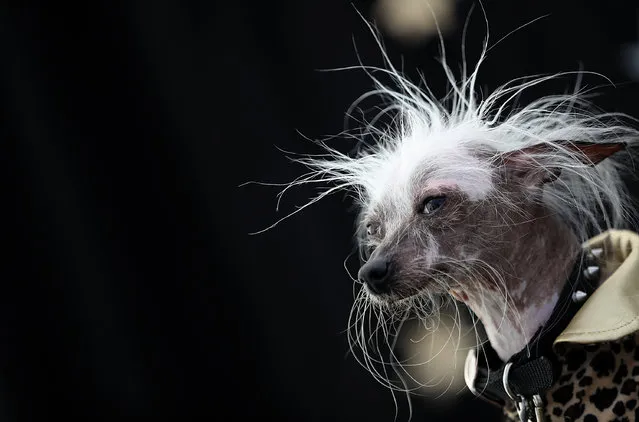 A Chinese Crested dog named Rascal Deux of Sunnyvale, California, looks on during the 2016 World's Ugliest Dog contest at the Sonoma-Marin Fair on June 24, 2016 in Petaluma, California. Sweepee Rambo, a blind Chinese Crested dog, won the annual World's Ugliest Dog contest. (Photo by Justin Sullivan/Getty Images)