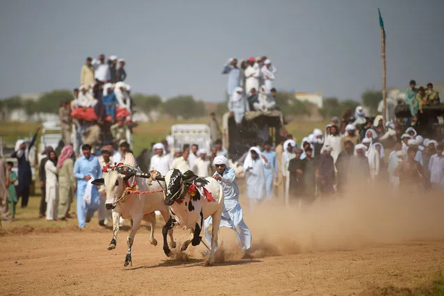 Onlookers watch and cheer as farmers race their bulls in a traditional bull racing competition held on the outskirts of Islamabad on June 27, 2021. (Photo by Farooq Naeem/AFP Photo)