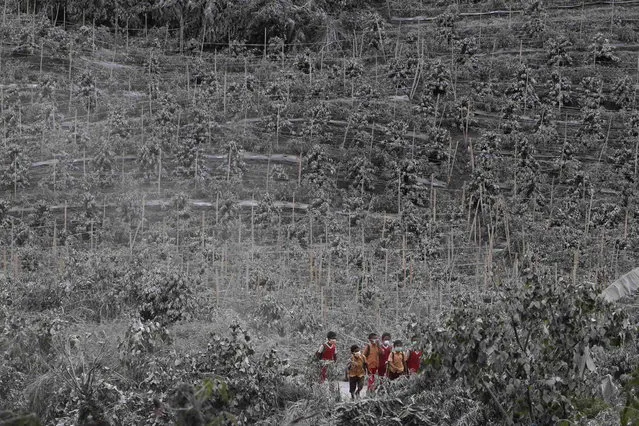 Students walks between chilli trees covered by ash from Sinabung Mount as they return home at Kuta Rakyat village in Karo district, Indonesia's north Sumatra province November 8, 2013. (Photo by Roni Bintang/Reuters)