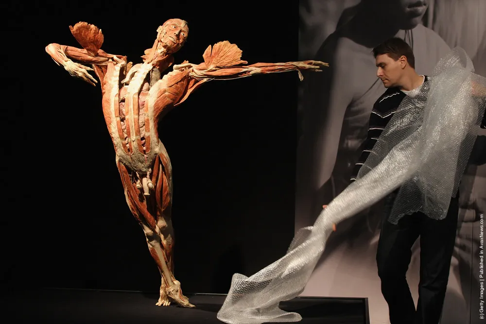 Body Worlds Exhibition To Open In Berlin
