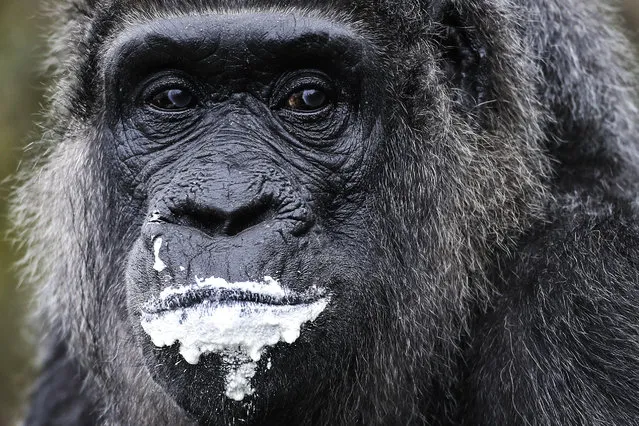 The female Gorilla Fatou eats a “rice-cake” to celebrate her 61st birthday at the zoo in Berlin, Germany, April 13, 2018. According to Zoo officials Fatou is together with Gorilla Trudy at a Zoo in Little Rock at the United State the oldest living female gorilla in the world. Both Gorillas are around 61 years. (Photo by Markus Schreiber/AP Photo)