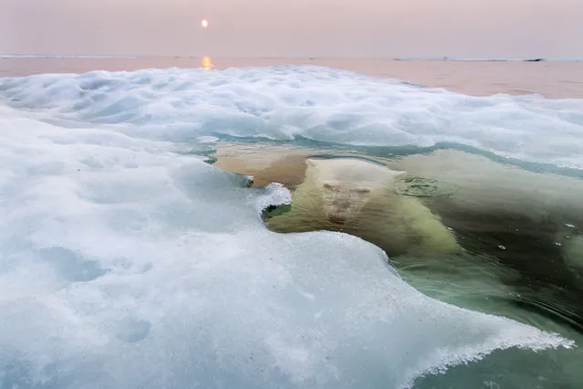 “The Ice Bear”. A polar bear peers up from beneath the melting sea ice on Hudson Bay as the setting midnight sun glows red from the smoke of distant fires during a record-breaking spell of hot weather. The Manitoba population of polar bears, the southernmost in the world, is particularly threatened by a warming climate and reduced sea ice. Photo location: Hudson Bay, Manitoba, Canada. (Photo and caption by Paul Souders/National Geographic Photo Contest)