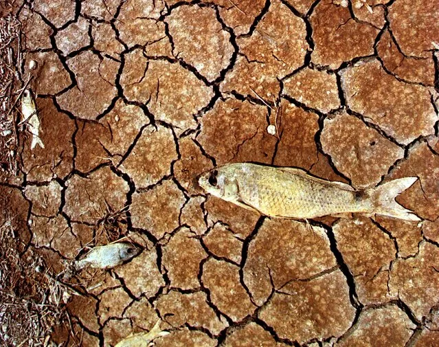 Dead fish lie decomposing in the marsh on the boundaries of the Donana nature reserve a week after 5 million cubic metrers of acid toxic fluid spilled from a nearby mine in Spain, May 1998. (Photo by Desmond Boylan/Reuters)