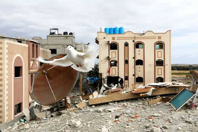 A dove flies over the remains of a house destroyed by Israeli strikes during the conflict, amid a temporary truce between Israel and the Palestinian Islamist group Hamas, in Khan Younis in the southern Gaza Strip on November 28, 2023. (Photo by Saleh Salem/Reuters)