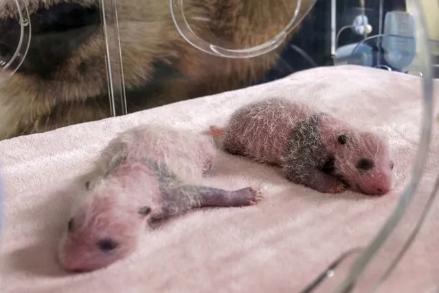 The two panda cub twins named Fleur de Coton (L) and Petite Neige (R) sleep inside an incubator at The Beauval Zoo in Saint-Aignan-sur-Cher, central France on August 13, 2021. The two cubs were born on August 2, 2021, and  now weight 310 grams and 296 grams. (Photo by Guillaume Souvant/AFP Photo)