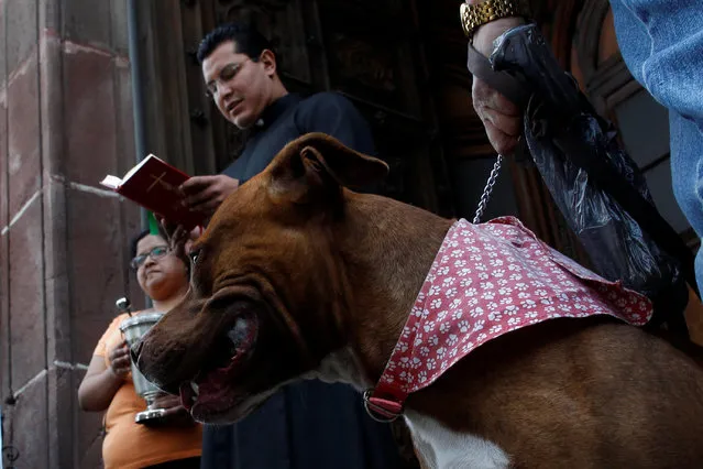 A dog sits next to its owner as it receives blessings from a priest on the day of Saint Anthony, the patron saint of domestic animals, in Xochimilco in Mexico City, Mexico January 17, 2017. (Photo by Carlos Jasso/Reuters)