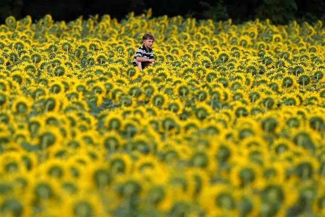 A boy gets a ride on a man's shoulders as they walk through a sunflower field at Grinter Farms, Monday, September 6, 2021, near Lawrence, Kan. The field, planted annually by the Grinter family, draws thousands of visitors during the weeklong late summer blossoming of the flowers. (Photo by Charlie Riedel/AP Photo)