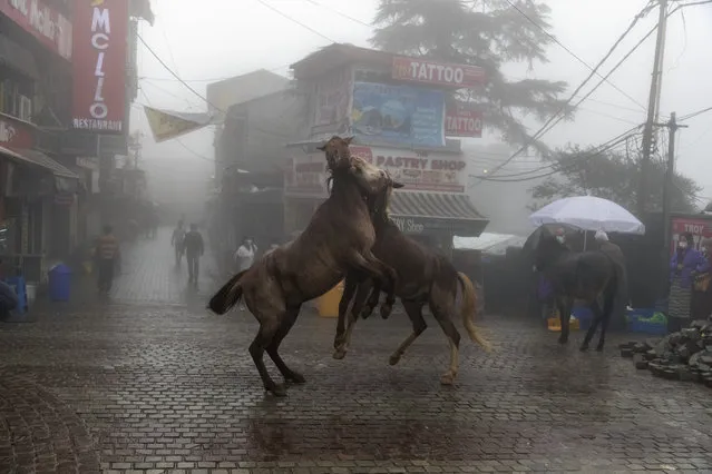 Two packhorses playfully jostel each other in the rain-soaked main town square of Dharmsala, India, Friday, September 17, 2021. (Photo by Ashwini Bhatia/AP Photo)
