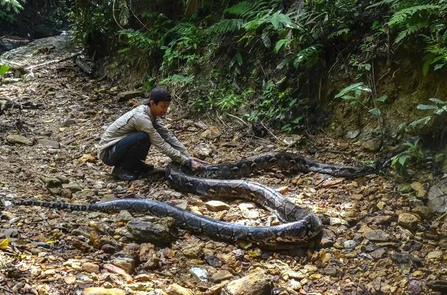 This picture taken on September 21, 2021 shows a wildlife ranger making sure a 9-meter long python, estimated to weigh about 100 kilograms, is sedated after it was caught near a village in Kampar, and later released back into the neighbouring jungle of Pelalawan. (Photo by Wahyudi/AFP Photo)