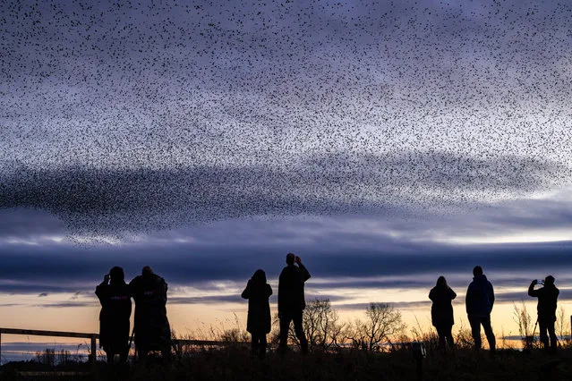 A murmuration of thousands of starlings swoops over Ripon City Wetlands, run by the Yorkshire Wildlife Trust,  in North Yorkshire, UK in the second decade of January 2024. It is thought that murmurations offer safety in numbers from predators and they form over a communal roosting site. (Photo by James Glossop/The Times)
