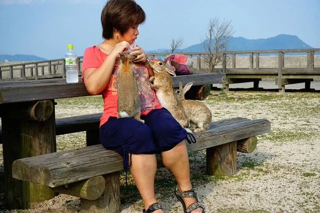 Rabbit Island in Japan