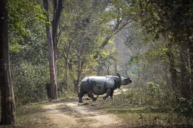 A Greater One-Horned Rhinoceros crosses a trail inside the Pobitora Wildlife Sanctuary on the outskirts of Guwahati, India, Wednesday, March 6, 2024. (Photo by Anupam Nath/AP Photo)