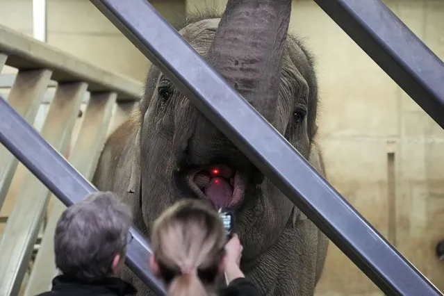 Zookeepers measure the temperature of an elephant during a daily medical check at the zoo in Cologne, Germany, Thursday, March 21, 2024. (Photo by Martin Meissner/AP Photo)