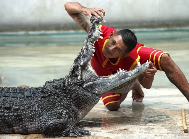 A Thai performer puts his head inside a crocodile's mouth during a media preview performance as part of preparation to reopen Samutprakarn Crocodile Farm and Zoo in Samut Prakan province, Thailand, 19 March 2024. Thailand's famous tourist attraction Samutprakan Crocodile Farm and Zoo is scheduled to reopen to welcome tourists on 01 April 2024 after a temporary closure in 2020 due to the loss of visitors caused by the COVID-19 pandemic which resulted in the zoo suffering financial loss and going into liquidation. The Samutprakan Crocodile Farm and Zoo established in 1950 claims to be Thailand's first and the world's largest crocodile farm with more than 60,000 freshwater and marine crocodiles offering crocodile shows to attract tourists as well as housing various other animal showcases including tigers, chimpanzees, elephants. (Photo by Rungroj Yongrit/EPA)
