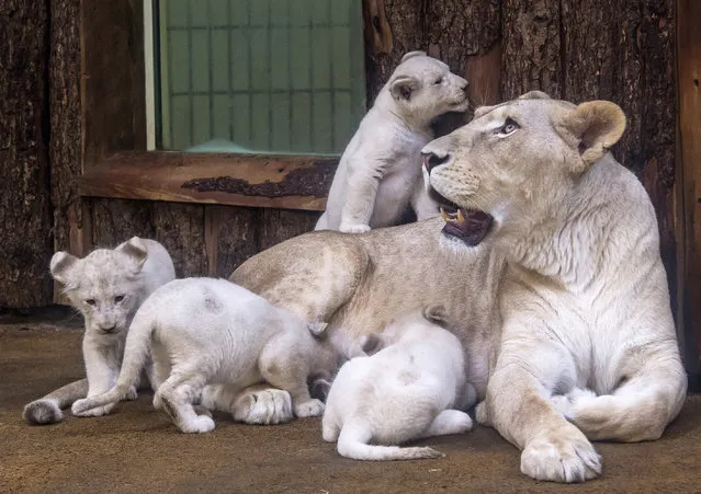 Four rare white lion cubs sit besides their mother Kiara at the zoo in Magdeburg, Germany, Tuesday, February 21, 2017. Keepers weighed the three males and one female and carried out health checks on the cubx. The seven-week-old lions weigh between 8 and 11 kilograms each and have developed splendidly. (Photo by Jens Meyer/AP Photo)