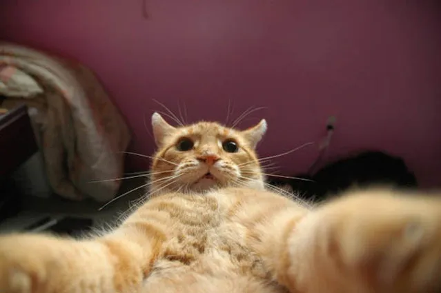 Cats Taking Selfies Part 2