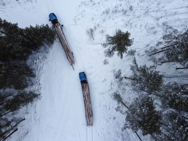 An aerial view shows trucks loaded with logs as specialists of a local forestry enterprise fell pine trees during wood procurement operations near the settlement of Muromtsevo in the Omsk region, Russia, November 23, 2021. (Photo by Alexey Malgavko/Reuters)