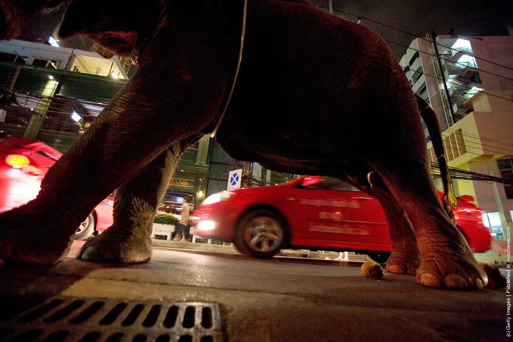 Urban Elephants Roam The Streets of Bangkok