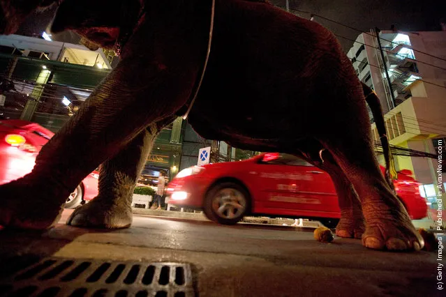 Urban Elephants Roam The Streets of Bangkok