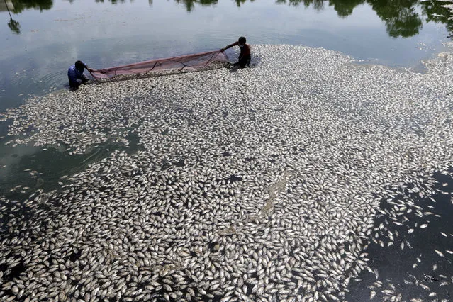 Civic workers remove dead fish floating at a partially dried up lake in Ambattur, Chennai, India, Tuesday, June 18, 2019. Many water bodies in the city are running dry in hot weather. (Photo by R.Parthibhan/AP Photo)