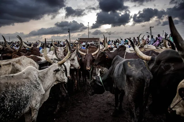 Herdsmen along with their cows wait for buyers at Kara Cattle Market in Lagos, Nigeria, on April 10, 2019. Kara cattle market in Agege, Lagos is one of the largest of West Africa receiving thousands of cows weekly due to the massive consumption of meat in Lagos area. (Photo by Luis Tato/AFP Photo)