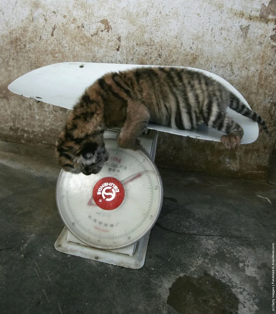 Hengdaohezi Breeding Center For Tigers