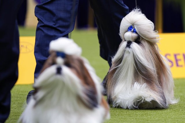 Comet, a Shih Tzu, right, competes in breed group judging at the 148th Westminster Kennel Club Dog show, Monday, May 13, 2024, at the USTA Billie Jean King National Tennis Center in New York. (Photo by Julia Nikhinson/AP Photo)
