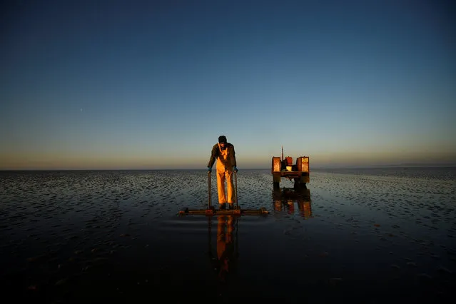 Cockle-picker and fisherman Tony McClure, 39, who voted to leave the EU uses his cockling board to raise cockles from the sands in Flookburgh, Morecambe Bay, Britain February 26, 2019. McClure: “I'm worried about exporting cockles and mussels”. (Photo by Clodagh Kilcoyne/Reuters)