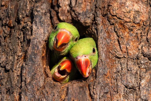 Three young parrots patiently wait for their parents to return with food in Chandigarh, India in May 2024. (Photo by Anuj Jain/Media Drum Images)