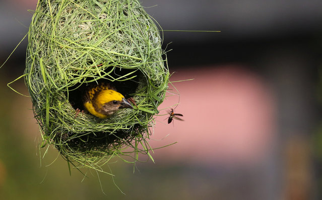 A male baya weaver bird (Ploceus philippinus) weaves its nest in Kathmandu, Nepal on June 3, 2024. The baya weaver is a weaverbird found across Southeast Asia and they are best known for their hanging retort shaped nests woven from leaves. (Photo by Sunil Sharma/ZUMA Press Wire/Rex Features/Shutterstock)