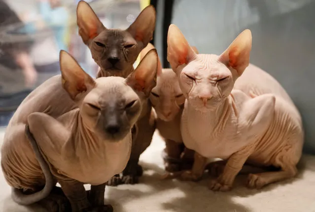 Peterbald kittens sit inside their cage during a regional cat exhibition in Almaty, Kazakhstan April 8, 2017. (Photo by Shamil Zhumatov/Reuters)