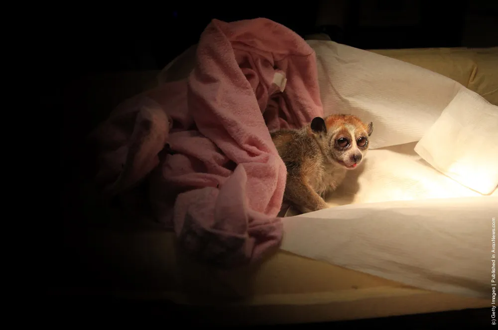 A Loris And A Dentist