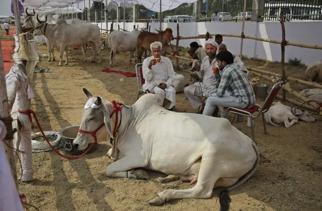 Indians drink tea at an enclosure where cows and bulls are kept prior to walking on a ramp during a bovine beauty pageant in Rohtak, India, Saturday, May 7, 2016. (Photo by Altaf Qadri/AP Photo)