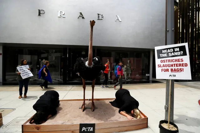 A life-sized ostrich model is pictured outside a Prada store during a PETA (People for the Ethical Treatment of Animals) protest against the maltreatment of ostriches to make purses in Beverly Hills, U.S., May 17, 2016. (Photo by Mario Anzuoni/Reuters)