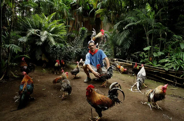 Martin Herrera, 58, who has had a love for roosters since his childhood, and has spent the last 20 years domesticating and training them, poses with his favorite rooster “Paquito” around other roosters in his house in San Jose, Costa Rica April 27, 2017. (Photo by Juan Carlos Ulate/Reuters)