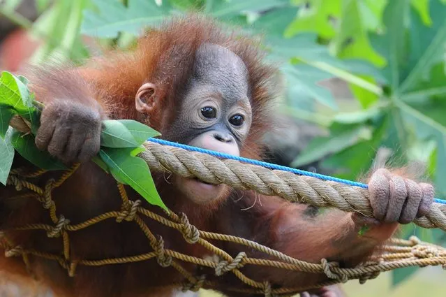 Rizki, 10 months orphaned Bornean orang utan learns to bite at Surabaya Zoo as he prepares to be released into the wild on May 19, 2014 in Surabaya, Indonesia. Damai (3) and Rizki (10 months), two orangutan brothers who were abandoned by their mother Dora (13) shortly after birth. (Photo by Robertus Pudyanto/Getty Images)