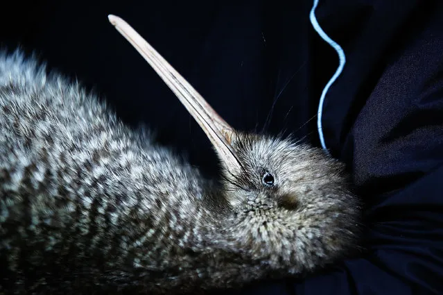 A little spotted kiwi is held before release at Shakespeare open sanctuary in Auckland, New Zealand on April 30, 2017. (Photo by Hannah Peters/Getty Images)