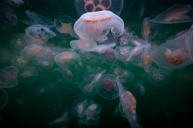 This picture taken on September 11, 2023 shows Moon Jellyfish (with rings) and Sting Jellyfish (yellow-orange inside) among a smack of a several thousand swimming off Seglvik, in northern Norway. (Photo by Olivier Morin/AFP Photo)