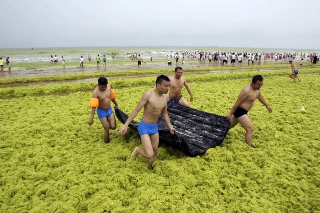 Swimmers make their way on an algae-covered beach in Qingdao, Shandong province, China, July 19, 2015. (Photo by Reuters/Stringer)