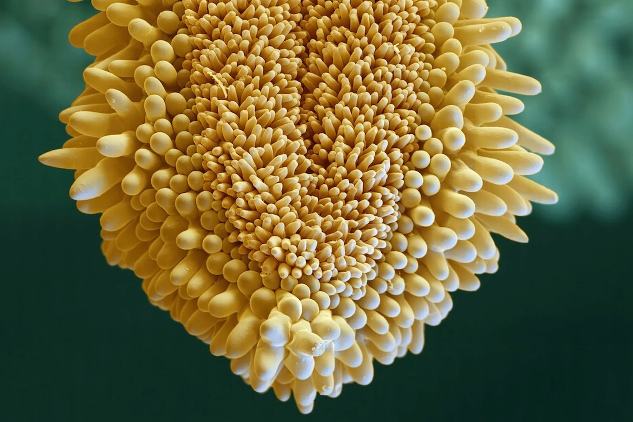 Как выглядит пыльца