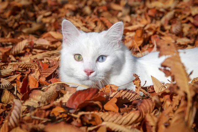 A Van cat named “Su”, is photographed after it won the International Happy Cats Tournament at The Van Cat Research and Application Center of the Yuzuncu Yil University (YYU) in Van, Turkey on November 07, 2019. (Photo by Ozkan Bilgin/Anadolu Agency via Getty Images)
