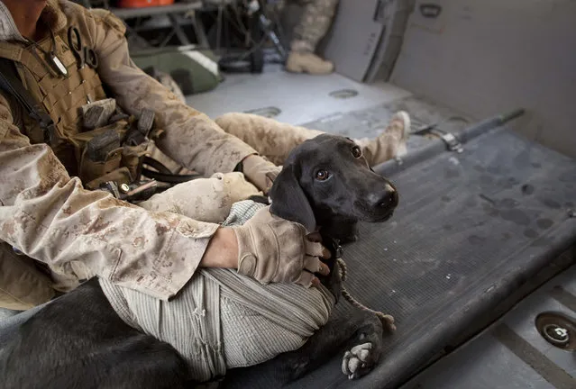 Afghanistan: Dogs of War Part 1