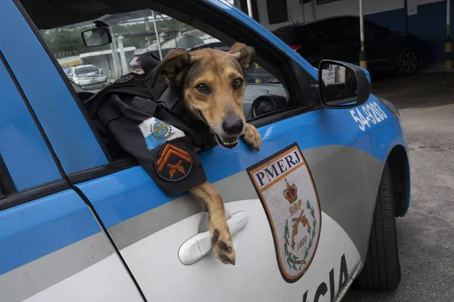 A police dog named “Cabo Olveira”, or Official Olveira, wears a police uniform as he peers from inside a patrol car at the 17 Military Police battalion in Rio de Janeiro, Brazil, Thursday, April 7, 2022. The dog, which is used for social campaigns by the police like flu vaccinations, was adopted as a pet by the battalion when it was a stray, injured puppy that approached the station, where he lives today. (Photo by Silvia Izquierdo/AP Photo)