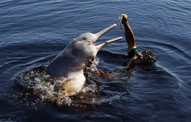 A Brazilian villager plays with an Amazon river dolphin, or pink dolphin, in Rio Negro, Amazon, some 35km northwest of Manaus, Brazil, 15 June 2014.  Manaus will host the FIFA World Cup 2014 group A preliminary round match between Cameroon and Croatia on 18 June 2014. (Photo by Mast Irham/EPA)