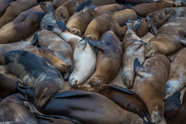 Sea lions nap together on the San Carlos Beach in Monterey, California, on Friday, August 23, 2024. Hundreds of them took over the beach, prompting local officials to close the area to people. (Photo by Nic Coury/AP Photo)