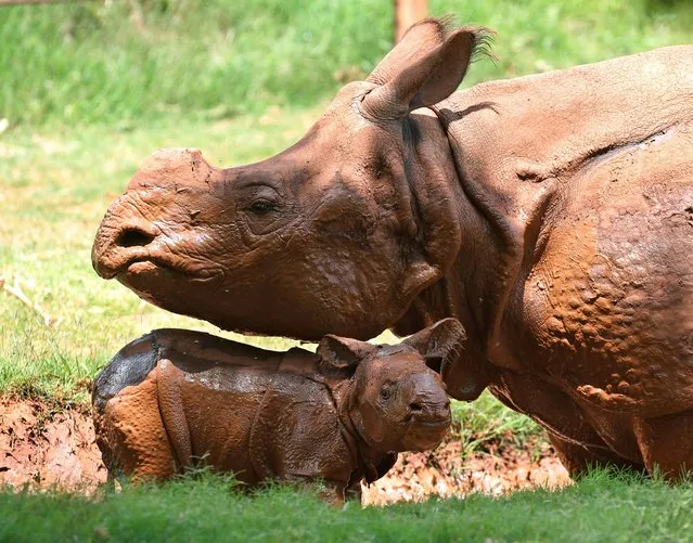 A newborn Indian rhinoceros, bottom, stands with his mother, Niki, top, in a mud wallow at the Oklahoma City Zoo in Oklahoma City, Sunday, June 22, 2014. The as yet unnamed rhino was born at 5:20 pm at the zoo on June 21, 2014. The male calf is the fourth Indian rhino born at the Zoo since the Zoo added the species in 1981, but the first offspring for seven-year-old Niki. (Photo by Sue Ogrocki/AP Photo)