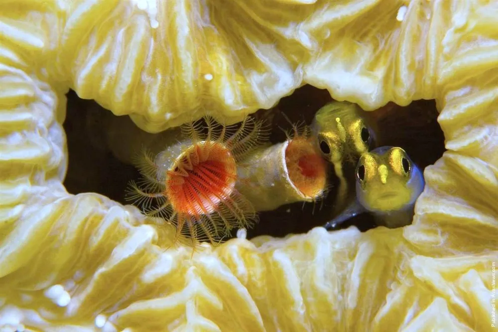 2012's Top Underwater Shots