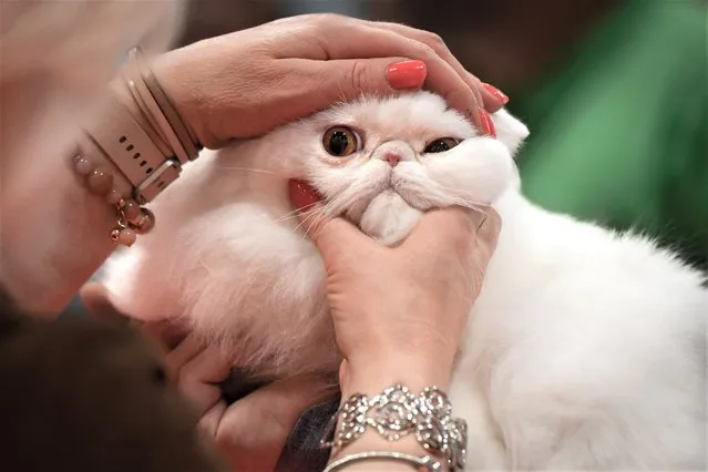 A cat is examined by a judge during the Sofiscat international feline beauty contest in Bucharest, Romania, Saturday, May 7, 2022. (Photo by Andreea Alexandru/AP Photo)