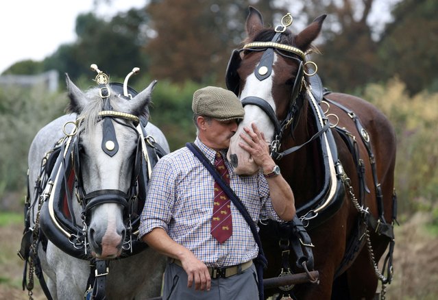 Driver-groom Anthony Bysouth stands by shire horse George, whilst embracing Arthur, after they mowed the meadow at Kensington Palace, in London, Britain, on September 24, 2024. (Photo by Mina Kim/Reuters)